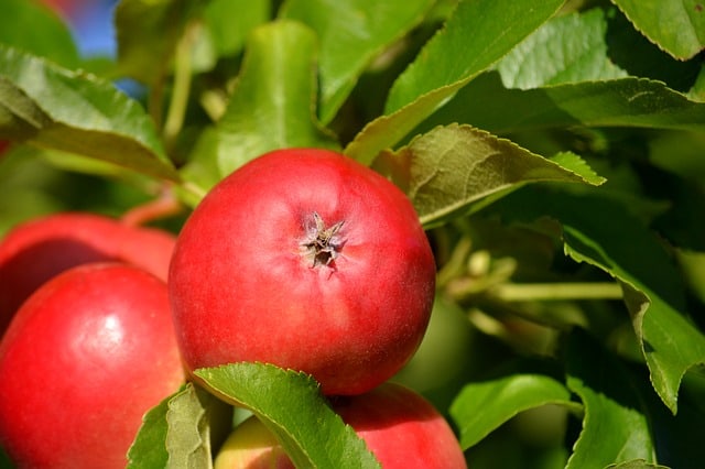 Opdag de bedste æblesorter til uforglemmelige smagsoplevelser